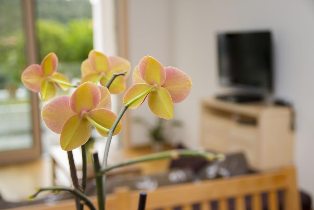 Apartments Brezanin Sutomore Zewnętrze zdjęcie